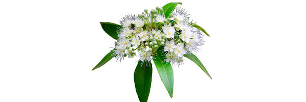 L'huile essentielle de Myrte Citronné